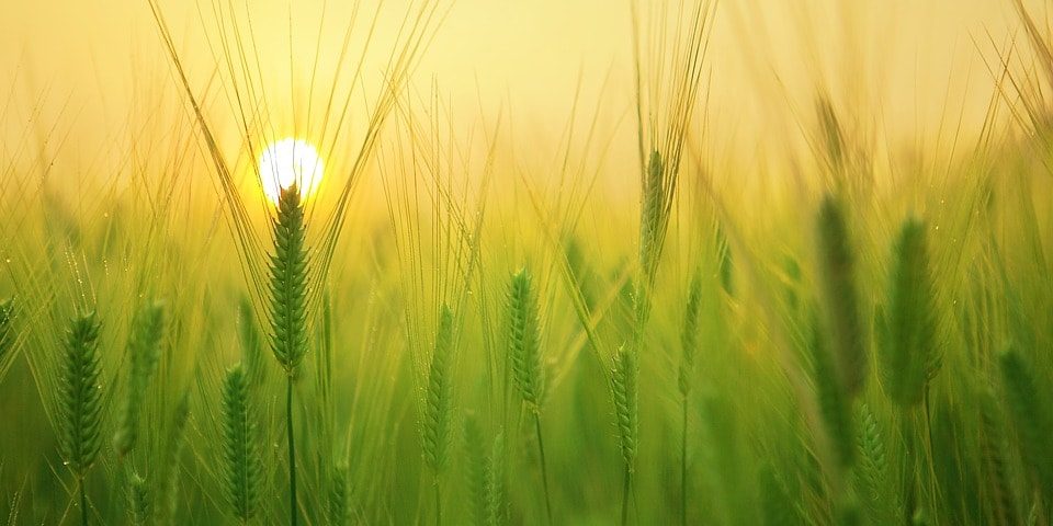 barley-field-1684052_960_720 morgenrutine